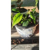 ราคา เสน่ห์จันทร์นาค(ของแท้) (15216577742)