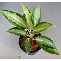 ราคา อโกลนีมา ก้านกล้วย ( Aglaonema sp. ‘Kankluai’ ) ในกระถาง 6 น้ิว (6189942312)