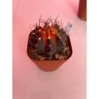 ราคา ยิมโนด่าง ต้นยิมโนด่าง (9408623111)