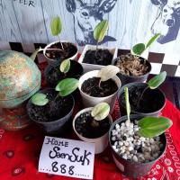 ราคา ว่านรวยล้นฟ้าด่างมินิ (9272473170)