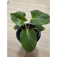 ราคา ว่านเสน่ห์จันทร์ขาว กระถาง 8 นิ้ว ฟอร์มใหญ่สวยมาก (10921908888)