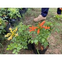 ราคา พวงแสด ต้นพวงแสด ดอกสีส้ม/เหลือง ออกดอกทั้งปี แบบถุง ไม้พุ่ม (6354976115)