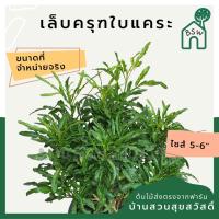 ราคา เล็บครุฑใบแคระ มาในกระถางพร้อมตั้ง (15179055252)