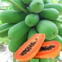 ราคา มะละกอฮอลแลนด์ ถูกที่สุด10 บ.เมล็ดพันธุ์มะละกอฮอลแลนด์ 5-100 เมล็ดงอกดี ลูกดก โตเร็ว ทานอร่อยesculentumRoseRussianWhiteC (17379614209)