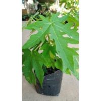 ราคา ต้นมะละกอแก้วกลางดง#ต้นเตี้ยติดผลดก (3760284590)