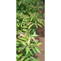 ราคา ต้นมันปูเป็นผักทานยอดอ่อน (10925609392)