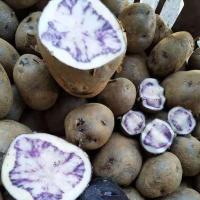 ราคา ✔✗2021 Guizhou Plateau farmhouse ขุดมันฝรั่งดำ ผิวสีม่วง หัวใจสีม่วง มันฝรั่งดำหลากสี มันฝรั่งนุ่มเหนียว (12220752788)