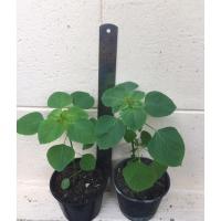 ราคา ตำแยแมว กัญชาแมว แคปนิส (17431026521)