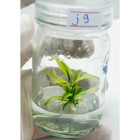 ราคา เสน่ห์จันทร์นาคฟูลมิ้น ต้นสวยมาก จันนาคด่าง ไม้เนื้อเยื่อ เพาะเลี้ยงเนื้อเยื่อเสน่ห์จันทร์นาค ไม่สุดหายาก ไม้ฟอกอากาศ j9 (21685066430)