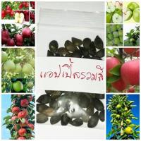 ราคา ขายถูก 100 เมล็ด เมล็ดแอปเปิ้ลคละสี apple mixed seeds สีแดง สีเขียว เมล็ดพันธุ์นำเข้า แอปเปิ้ลแคระ แอปเปิ้ลบอนไซ ผลไม้ (5407294670)