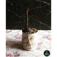 ราคา ต้นมะยมเงินมะยมทอง พร้อมกระถาง (2957699865)