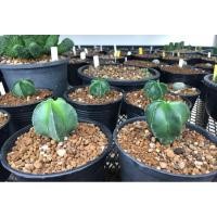 ราคา แคคตัส แอสโตรไฟตัม มายริโอขนาด 4.5 ซม.ชุด 2 ต้น (3759903611)