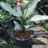 ราคา ต้นบัลก์ลังเงิน(ไม้มงคล) (5423881788)