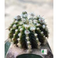ราคา แคคตัส LB2178 แท้ Gymnocalycium mihanovichii LB2178 ‘Agua Dulce’ (สีเขียวอ่อน) (9864534508)