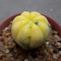 ราคา Cake Cactus Farm กระบองเพชร Astrophytum asteria 'super kabuto' variegated แอสโตรซูเปอร์ด่าง (2365830143)