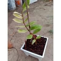 ราคา ❗️ต้นกวักมรกตด่าง (7190110012)