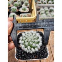 ราคา แมมขนแกะ(Mammillaria bocasana) (13716819470)