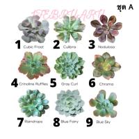 ราคา เมล็ดพันธ์ุไม้อวบน้ำ Succulents 30 เมล็ด (ชุดA) (3846152541)