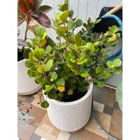 ราคา #ต้นสาริกาลิ้นทอง ”กระถาง11นิ้ว # กระถาง11นิ้ว30-80cm (21729880521)