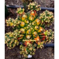 ราคา ไม้กราฟไซรส์แม่พันธุ์ แคคตัส ยิมโน T3115 หัวใหญ่มาก สีสวยมาก (11944834377)