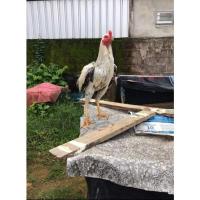 ราคา ไข่ไก่ชน พม่าแท้ 100% (21739205264)