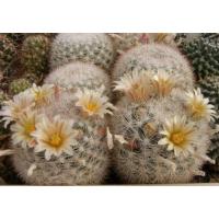 ราคา M4453 Mammillaria candida SB280 (25 เมล็ด) เมล็ดพันธุ์ กระบองเพชร แคคตัส แมมมิลลาเรีย เพาะเมล็ด แคคตัส Cactus (13203426645)
