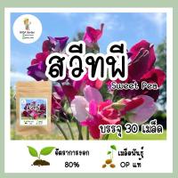 ราคา เมล็ดพันธุ์สวีทพี คละสี Sweet Pea บรรจุ 30 เมล็ด (20562963079)