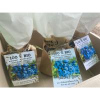 ราคา ต้นบลูเบอร์รี่ เขตร้อน Sunshine blue Blueberry พันธุ์แท้ นำเข้าจากฟาร์มต่างประเทศ (16972644398)