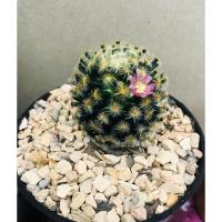ราคา MAMMILLARIA SCHIEDEANA แมมขนนกเหลือง ดอกสีชมพู (7651515043)