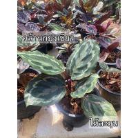 ราคา คล้านกยูงเขียว G. Roseo-picta 'Medallion (6197476889)