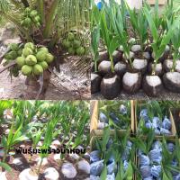 ราคา พันธุ์มะพร้าวน้ำหอมต้นเตี้ยแท้100% (16750484558)