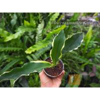 ราคา ต้นว่านเมตตามหานิยม_(ร้าน Fullgarden) (7736828721)