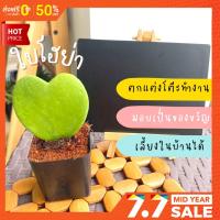 ราคา ใบโฮย่า รูปหัวใจ นิยมใช้เป็นของชำร่วย งานมงคล (7646934869)