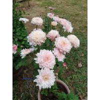 ราคา ต้นเบญจมาศดอกขาวอมชมพูสวยงามมากขายในราคาถูกถุงดำละ50 (13560115728)