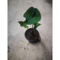 ราคา Colocasia​ coffee​ cups​ #Colocasia​#coffeecups​#บอนถ้วย (13113048726)