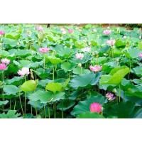 ราคา ++พร้อมส่ง++ไหลบัวหมาก บัวหลวง ( 10ไหล 150 บาท ) (11430747804)