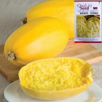 ราคา （เมล็ด）เมล็ดฟักทองสปาเก็ตตี้ 20 เมล็ด spaghetti squash Original Packaging สายพัน/งอก ปลูก/งอก การ (18778724455)