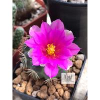 ราคา แมมชูแมนนิไอ/Mammillaria Schumannii (3573588316)