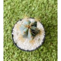 ราคา พร้อมส่งPilosocereus pachycladusแคคตัสไม้ลำ ผิวสีฟ้า หนามสีเหลืองทองสวยงาม (18833977953)