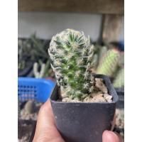 ราคา แมมขนนกเหลือง (Mammillaria schiedeana) (13572997712)
