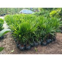 ราคา #ต้นจั๋งเชียงใหม่ ไม้ประดับเพื่อความสวยงาม กอใหญ่ๆสวยๆ (22770486309)