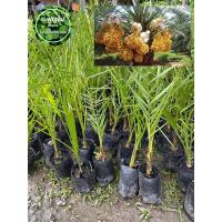 ราคา ต้นอิทผาลัมบาฮี ต้นอินทผาลัม เสียหายเคลมฟรี (22576704129)