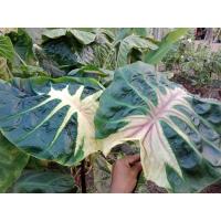 ราคา ไอติมกะทิ กระถางชำคนมีน้อย (18371137627)