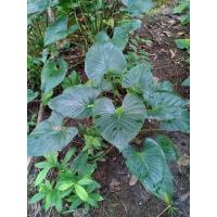 ราคา ว่านเสน่ห์จันทร์ดำโบราณ (8271804349)