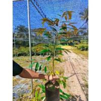 ราคา ต้นทุเรียนมูซังคิง ราชาทุเรียนมาเลเซีย เสียบยอด (11950666508)