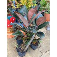 ราคา ต้นยางอินเดีย ต้นไม้ฟอกอากาศ (5889741925)