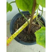 ราคา ต้นสร้อยอินทนิล ต้นไม้เลื้อย รากเดินแล้ว กระถาง 6 นิ้ว พร้อมปลูก ต้นไม้วินเทจ (11516784156)