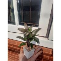 ราคา เทียนมหาลาภ ต้นไม้มงคล (11305044269)