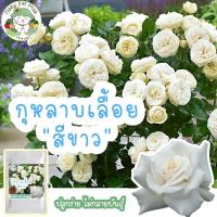 ราคา เมล็ดพันธุ์ กุหลาบเลื้อย สีขาว White Rose 30 เมล็ด เมล็ดพันธุ์แท้ นำเข้าจากต่างประเทศ ปลูกดอกไม้ เมล็ด กุหลาบ ทำสวน ถูก (4871389607)