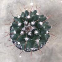 ราคา แมมหนามทุเรียน แมมมิลาเรีย แคคตัส กระบองเพชร (Mammillaria Bucareliensis) (11304556615)